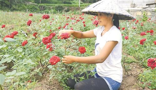 除了为国家挣钱，中国烟草还在认真的发展行业扶贫