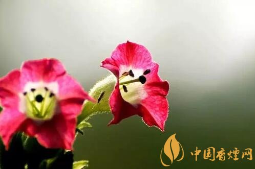 烟草花是什么 烟草花有什么用途
