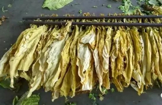一支烟是怎么生产出来的？从一粒烟叶种子开始...