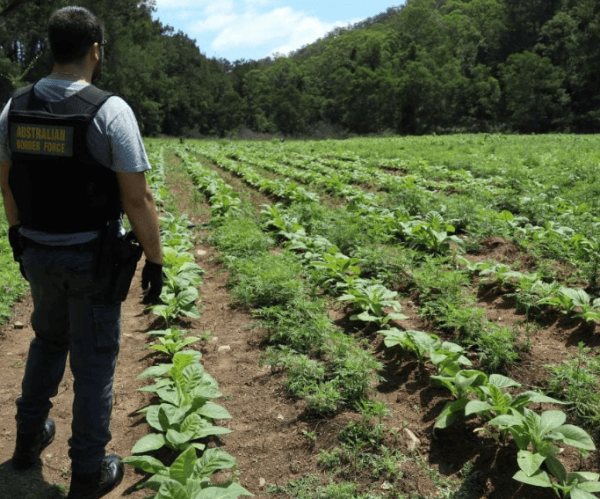 男子非法种植大量烟草运往墨尔本，税值达180万，被判两年半（图）