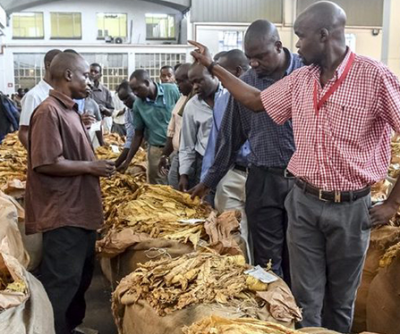 坦桑尼亚政府承诺烟叶将被收购 烟农可安心