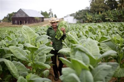 古巴比那德里奥省烟叶种植约20050公顷