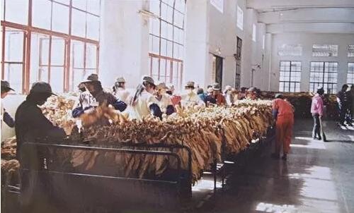 烟草行业烟叶复烤70年沧桑蝶变
