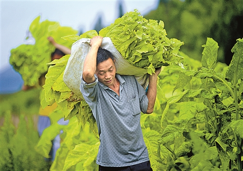 在贵阳，烟农成为农村让人羡慕的职业。图为贵阳市开阳县烟农在采摘烟叶。