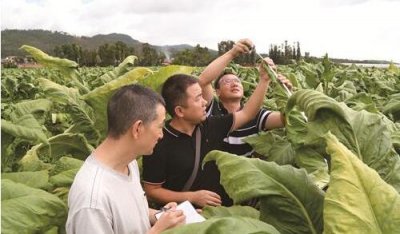 烟香四海 云叶传奇——记云南首届最具影响力烟区评选活动